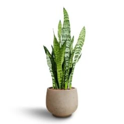 Mini Pixie Plant Pot - Grey Washed -Plant potted plants Sansevieria zeylanica Hydroculture Mini Pixie Plant Pot Grey Washed 8383c381 b3a6 46ec bff5 e5a7ad4a0f7d