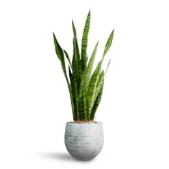 Sansevieria Zeylanica - HydroCare -Plant potted plants Sansevieria zeylanica Hydroculture Ryan Plant Pot White Black