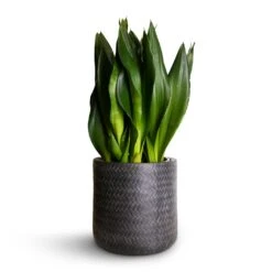 Angle Cylinder Plant Pot - Anthracite -Plant potted plants Sansevieria zeylanica Silver Flame Snake Plant 21x60cm Angle Cylinder Plant Pot Anthracite 24x24cm 06cf4dcc f26c 473b b95c edff0e78ae3c
