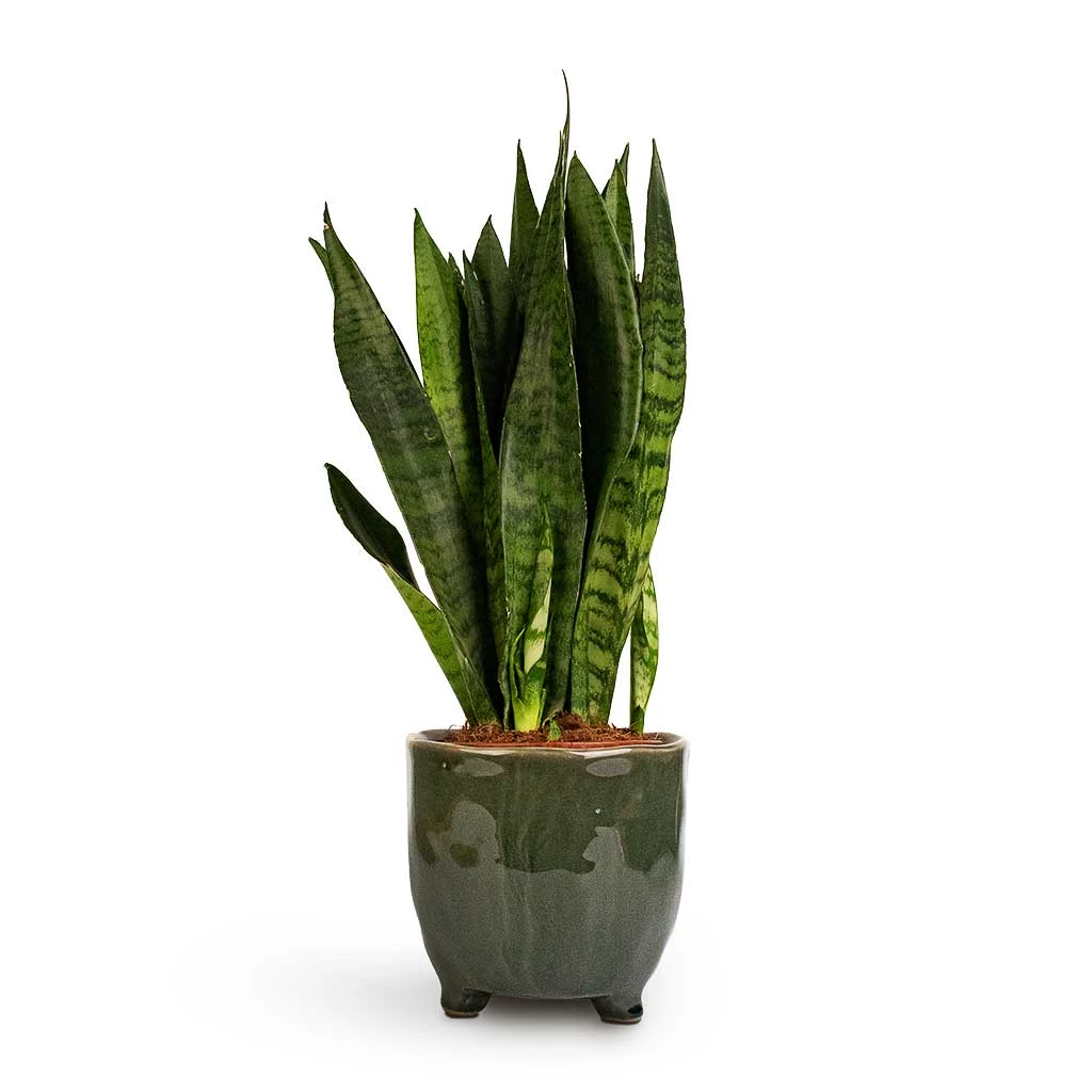 Sansevieria Zeylanica - Snake Plant 14 Sansevieria Zeylanica - Snake Plant - Image 12