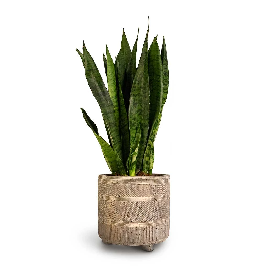 Sansevieria Zeylanica - Snake Plant 16 Sansevieria Zeylanica - Snake Plant - Image 14