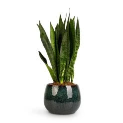 Sansevieria Zeylanica - Snake Plant 38 Sansevieria Zeylanica - Snake Plant -Plant potted plants Sansevieria zeylanica Snake Plant 14x50cm Odile Plant Pot Petrol 19x14cm 2c0af5d4 814e 4303 8f95 25848897fd75