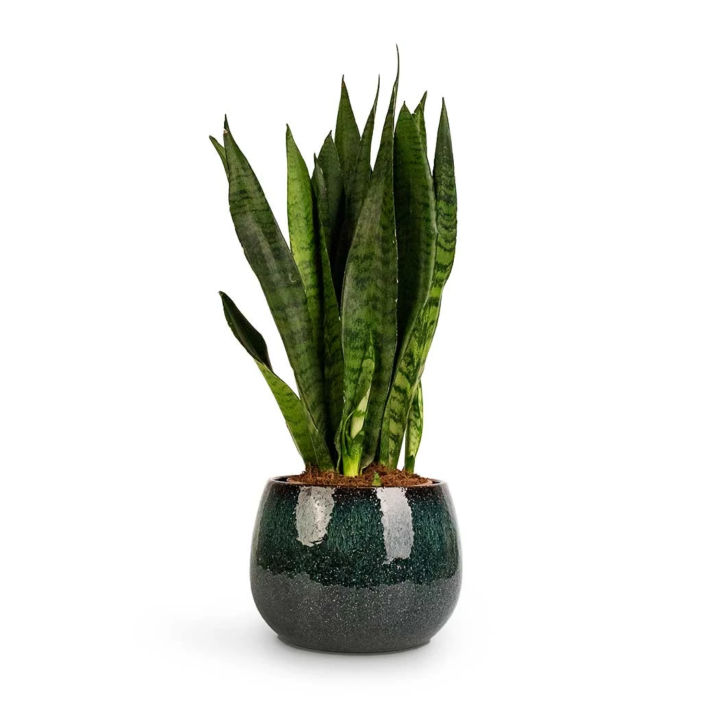 Sansevieria Zeylanica - Snake Plant 19 Sansevieria Zeylanica - Snake Plant - Image 17