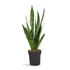 Sansevieria Zeylanica - Snake Plant 30 Sansevieria Zeylanica - Snake Plant -Plant potted plants Sansevieria zeylanica Snake Plant 15x50cm