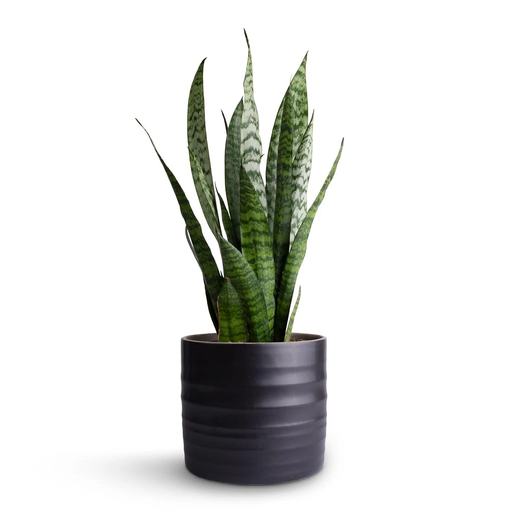 Sansevieria Zeylanica - Snake Plant 12 Sansevieria Zeylanica - Snake Plant - Image 10