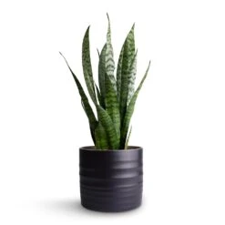 Hadleigh Plant Pot - Charcoal -Plant potted plants Sansevieria zeylanica Snake Plant 15x50cm Hadleigh Plant Pot Charcoal 17x15cm 3f01eb7a 9882 4a26 9f35 11cdbd618a8f