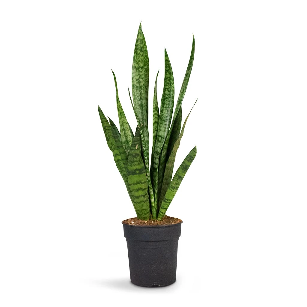 Sansevieria Zeylanica - Snake Plant 11 Sansevieria Zeylanica - Snake Plant - Image 9