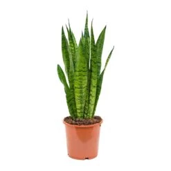 Sansevieria Zeylanica - Snake Plant 32 Sansevieria Zeylanica - Snake Plant -Plant potted plants Sansevieria zeylanica Snake Plant 17x50cm