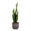 Sansevieria Zeylanica - Snake Plant -Plant potted plants Sansevieria zeylanica Snake Plant 17x60cm Duncan Plant Pot Blue Gold 21x20cm