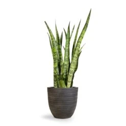 Angle Couple Plant Pot - Anthracite 9 Angle Couple Plant Pot - Anthracite -Plant potted plants Sansevieria zeylanica Snake Plant 21x70cm Angle Couple Plant Pot Anthracite 30x28cm 2