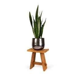 Sansevieria Zeylanica - Snake Plant 34 Sansevieria Zeylanica - Snake Plant -Plant potted plants Sansevieria zeylanica Snake Plant 21x70cm Jenna Metal Plant Pots Set of 3 Lead dba41d2b 6f44 4b3b 9d30 00b6d5774747