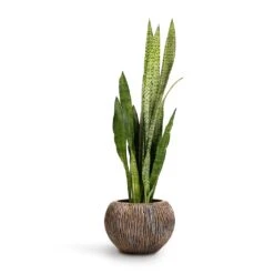 Luxe Lite Waterfall Globe Planter - Bronze 20 Luxe Lite Waterfall Globe Planter - Bronze -Plant potted plants Sansevieria zeylanica Snake Plant 21x70cm Luxe Lite Waterfall Globe Planter Bronze 33x24cm