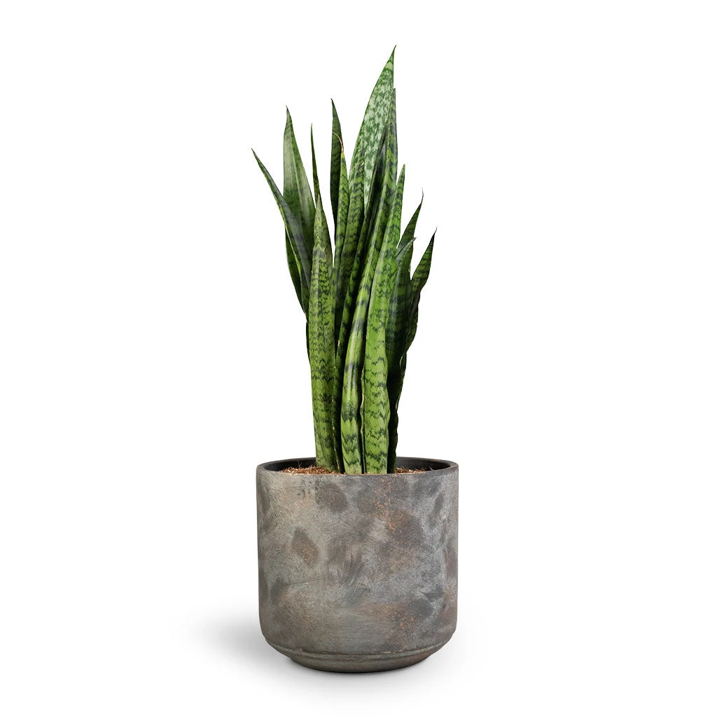 Sansevieria Zeylanica - Snake Plant 17 Sansevieria Zeylanica - Snake Plant - Image 15