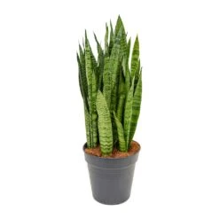 Sansevieria Zeylanica - Snake Plant 39 Sansevieria Zeylanica - Snake Plant -Plant potted plants Sansevieria zeylanica Snake Plant 21x80cm