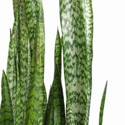 Sansevieria Zeylanica - Snake Plant 23 Sansevieria Zeylanica - Snake Plant -Plant potted plants Sansevieria zeylanica Snake Plant