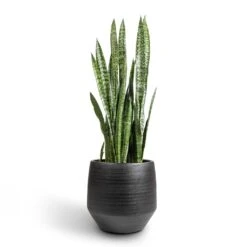 Norell Plant Pot - Black -Plant potted plants Sansevieria zeylanica Snake Plant 30x100cm Norell Plant Pot Black 42x38cm 9a5ab1ca 220a 45d2 a64d 18ee1ab18afb