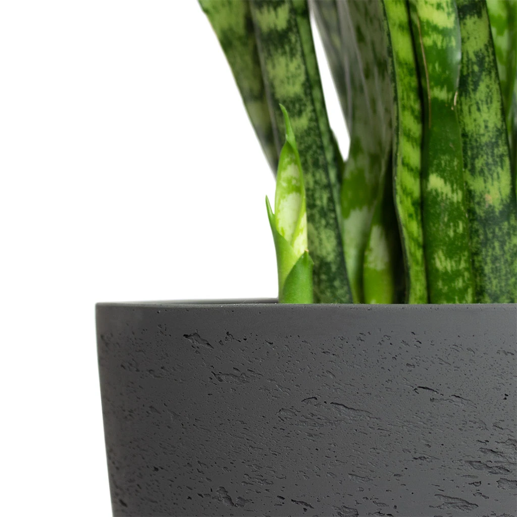 Mini Jesslyn Plant Pot - Black Washed 4 Mini Jesslyn Plant Pot - Black Washed - Image 2