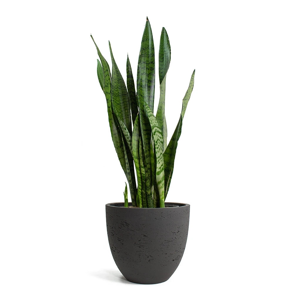 Mini Jesslyn Plant Pot - Black Washed 7 Mini Jesslyn Plant Pot - Black Washed - Image 5