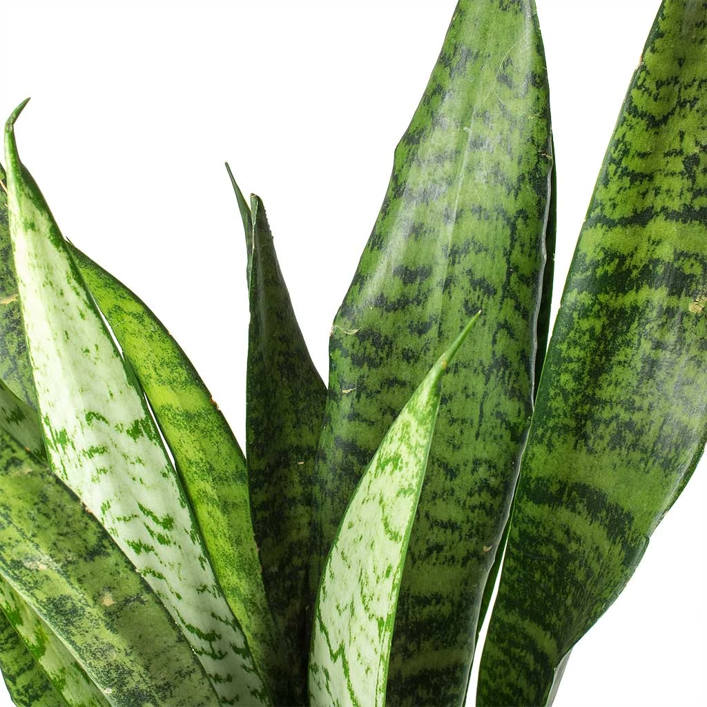Sansevieria Zeylanica - Snake Plant 5 Sansevieria Zeylanica - Snake Plant - Image 3
