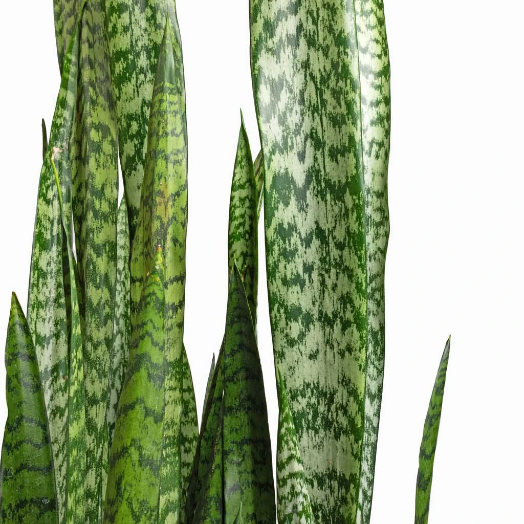 Sansevieria Zeylanica - Snake Plant 4 Sansevieria Zeylanica - Snake Plant - Image 2