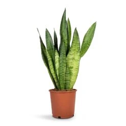 Sansevieria Zeylanica - Snake Plant 27 Sansevieria Zeylanica - Snake Plant -Plant potted plants Sansevieria zeylanica Snake Plant14x50cm