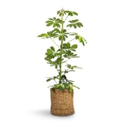 Schefflera Gold Capella - Dwarf Umbrella Tree -Plant potted plants Schefflera Gold Capella Dwarf Umbrella Tree 17x80cm Ido Plant Baskets Set5 Natural