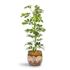 Lindy Plant Pot - Ochre -Plant potted plants Schefflera Gold Capella Dwarf Umbrella Tree 17x80cm Lindy Plant Pot Ochre 23x20cm 396d5592 8fe9 4195 a62c 813907b65a05