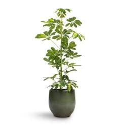 Zembla Plant Pot - Green -Plant potted plants Schefflera Gold Capella Dwarf Umbrella Tree 17x80cm Zembla Plant Pot Green 22x20cm 6a29a672 5c54 4ce4 ad38 001ef15e21c2
