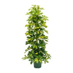 Schefflera Gold Capella - Dwarf Umbrella Tree -Plant potted plants Schefflera Gold Capella Dwarf Umbrella Tree 31x130cm