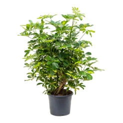 Schefflera Gold Capella - Dwarf Umbrella Tree -Plant potted plants Schefflera Gold Capella Dwarf Umbrella Tree Bushy