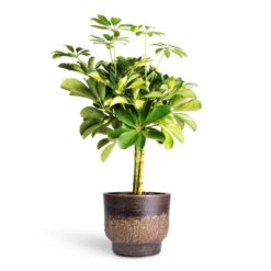 Aico Plant Pot - Shiny Brown 21 Aico Plant Pot - Shiny Brown -Plant potted plants Schefflera Gold Capella Stemmed Dwarf Umbrella Tree 14x50cm Aico Plant Pot Shiny Brown 17x13cm 4b38c30d c210 4056 98d6 17ea97e2c850