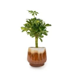 Schefflera Gold Capella - Stemmed Dwarf Umbrella Tree -Plant potted plants Schefflera Gold Capella Stemmed Dwarf Umbrella Tree 14x50cm Alice Plant Pot Caramel 18x16cm