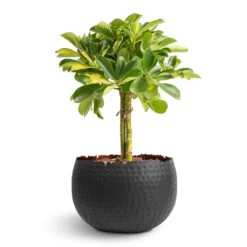 Hammered Bowl - Black With Copper -Plant potted plants Schefflera Gold Capella Stemmed Dwarf Umbrella Tree 14x50cm Hammered Bowl Black with Copper 19x14cm 1
