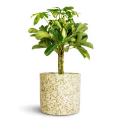 Lazzaro Plant Pot - Sage Foliage 14 Lazzaro Plant Pot - Sage Foliage -Plant potted plants Schefflera Gold Capella Stemmed Dwarf Umbrella Tree 14x50cm Lazzaro Plant Pot Sage Foliage 18x16cm