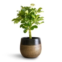 Schefflera Gold Capella - Stemmed Dwarf Umbrella Tree -Plant potted plants Schefflera Gold Capella Stemmed Dwarf Umbrella Tree 14x50cm Mya Plant Pot Deep Champagne 18x16cm 2