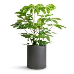 Schefflera Actinophylla - Australian Umbrella Tree -Plant potted plants Schefflera actinophylla Australian Umbrella Tree 24x100cm Max Refined Planter Volcano Black 29x29.5cm