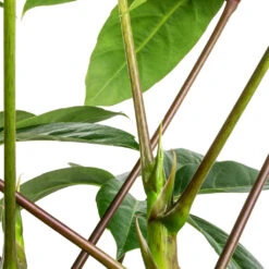 Schefflera Actinophylla - Australian Umbrella Tree -Plant potted plants Schefflera actinophylla Australian Umbrella Tree SWATCH