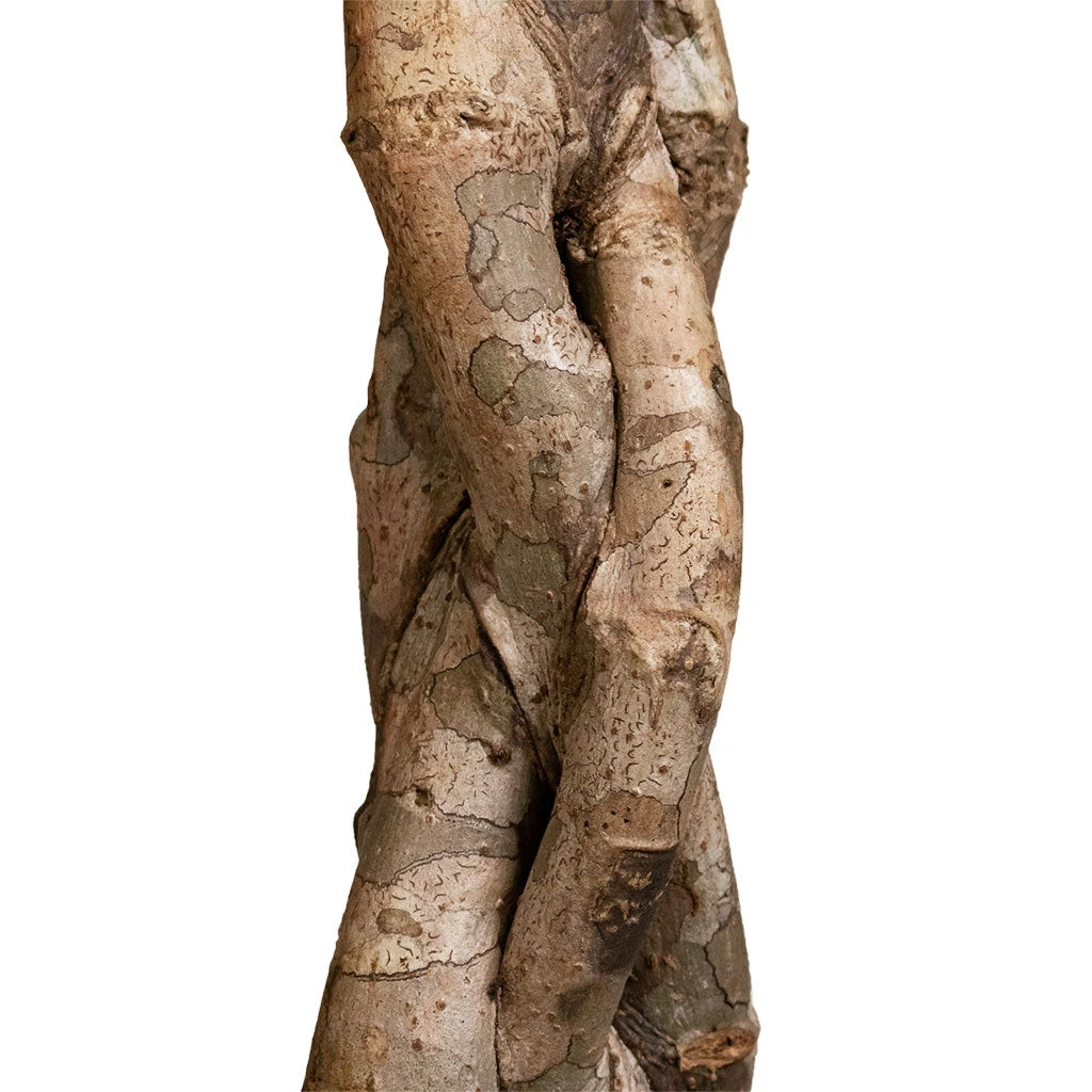 Schefflera Arboricola Compacta - Dwarf Umbrella Tree - Twisted Stem 4 Schefflera Arboricola Compacta - Dwarf Umbrella Tree - Twisted Stem - Image 2