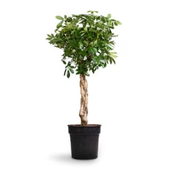 Schefflera Arboricola Compacta - Dwarf Umbrella Tree - Twisted Stem 12 Schefflera Arboricola Compacta - Dwarf Umbrella Tree - Twisted Stem -Plant potted plants Schefflera arboricola Compacta Dwarf Umbrella Tree Twisted Stem 30x120cm