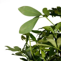 Schefflera Arboricola Compacta - Dwarf Umbrella Tree - Twisted Stem 15 Schefflera Arboricola Compacta - Dwarf Umbrella Tree - Twisted Stem -Plant potted plants Schefflera arboricola Compacta Dwarf Umbrella Tree Twisted Stem 30x120cm 3