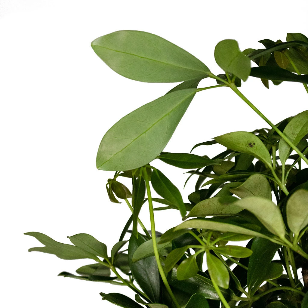 Schefflera Arboricola Compacta - Dwarf Umbrella Tree - Twisted Stem 8 Schefflera Arboricola Compacta - Dwarf Umbrella Tree - Twisted Stem - Image 6