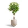 Schefflera Arboricola Compacta - Dwarf Umbrella Tree - Twisted Stem -Plant potted plants Schefflera arboricola Compacta Dwarf Umbrella Tree Twisted Stem 30x120cm Mini Orb Kevan Plant Pot Grey Washed 39x35cm