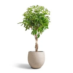 Mini Orb Kevan Plant Pot - Grey Washed -Plant potted plants Schefflera arboricola Compacta Dwarf Umbrella Tree Twisted Stem 30x120cm Mini Orb Kevan Plant Pot Grey Washed 39x35cm 6583d1b4 ba0d 4b70 bb03 9c21d3b25678