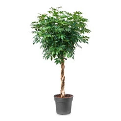 Schefflera Arboricola Compacta - Dwarf Umbrella Tree - Twisted Stem 17 Schefflera Arboricola Compacta - Dwarf Umbrella Tree - Twisted Stem -Plant potted plants Schefflera arboricola Compacta Dwarf Umbrella Tree Twisted Stem 34x160cm
