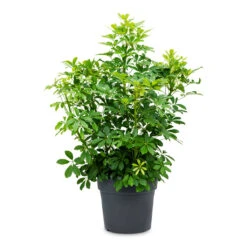 Schefflera Arboricola - Dwarf Umbrella Tree -Plant potted plants Schefflera arboricola Dwarf Umbrella Tree 34x80cm
