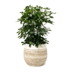Schefflera Arboricola - Dwarf Umbrella Tree -Plant potted plants Schefflera arboricola Dwarf Umbrella Tree Merin Plant Pot Sand