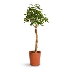 Schefflera Arboricola Gold Capella - Dwarf Umbrella Tree - Twisted Stem -Plant potted plants Schefflera arboricola Gold Capella Dwarf Umbrella Tree Twisted Stem 30x120cm