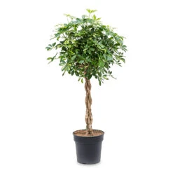 Schefflera Arboricola Gold Capella - Dwarf Umbrella Tree - Twisted Stem -Plant potted plants Schefflera arboricola Gold Capella Dwarf Umbrella Tree Twisted Stem 30x120cm e917e439 1ddd 495a ad2d e20574029d71