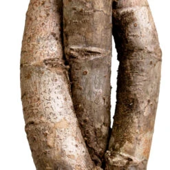 Schefflera Arboricola Gold Capella - Dwarf Umbrella Tree - Twisted Stem -Plant potted plants Schefflera arboricola Gold Capella Dwarf Umbrella Tree Twisted Stem DETAIL