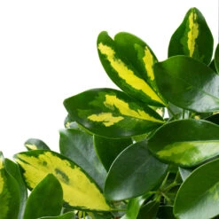 Schefflera Arboricola Gold Capella - Dwarf Umbrella Tree - Twisted Stem -Plant potted plants Schefflera arboricola Gold Capella Dwarf Umbrella Tree Twisted Stem DETAIL 3